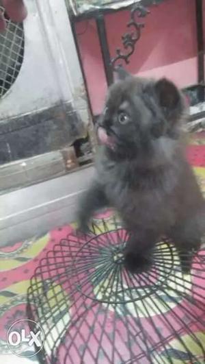 Persion cat kitten black and brown tabbi 75day old