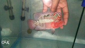 Pp blood line flowerhorn fish for sale Shiping possible