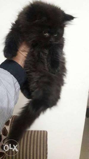 Pure Persian cat male poty trained