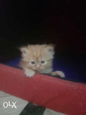 Pure parshion cats male and female available cute