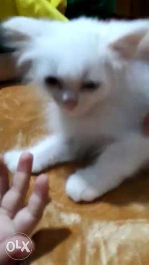Pure white persion cat kitten