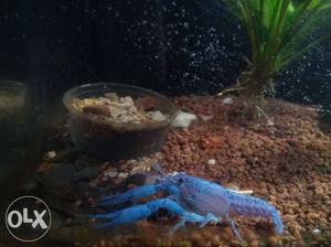 Red Crayfish - 350 Blue Crayfish - 450
