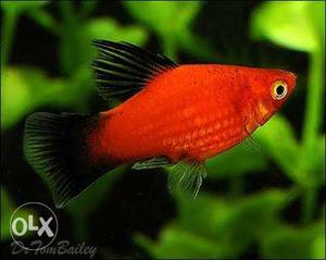 Red Wagtail Platy (Medium)