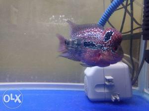 Red dragon flower horn fish...trained for