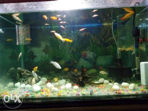 Selling 30 fishes molly and platy fix rate no
