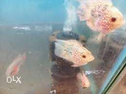 Short body kamfa flowerhorn !! it's a kamfa not a