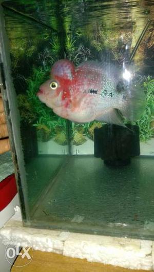 Short body red dragon flowerhorn with white eyes