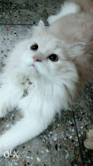 This is pure breed 2yrs old MALE persian CAT need
