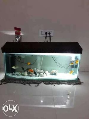 This is very nice big aquarium with many fish all fish