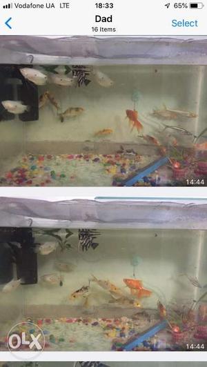 Two aquariums with fishes for sale. One aquarium