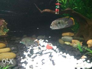 Want sell fish total 8