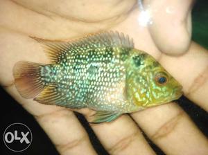 Want to sell super red dragon flowerhorn imported