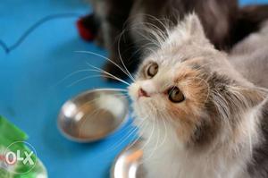 White And Brown Short-coated Cat