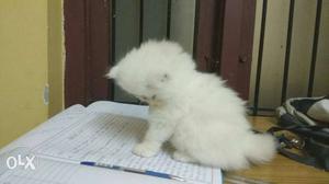 White Persian semi punch kitten