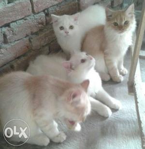 White and Brown Persian cats 7 months old