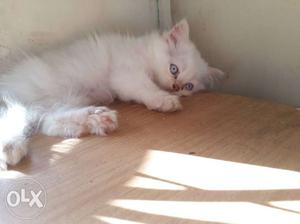 White male persian kitten blue eyes