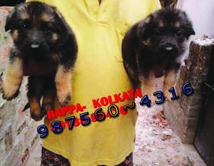 Forty Days Top Quality GERMAN SHEPHERD Dogs Sale At KOLKATA