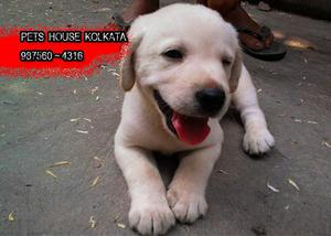 Forty Five days Show Quality LABRADOR Dogs Sale At KOLKATA