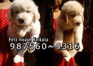 WELCOME To PET HOUSE KOLKATA At Gangtok GOLDEN RETRIEVER Dog