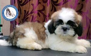 Show quality Shih Tzu pups with certificate
