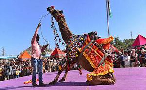 Join Pushkar Camel Fair