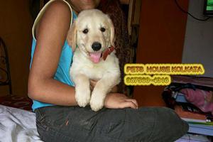 Cute And Healthy GOLDEN RETRIEVER Dogs for sale at KOLKATA