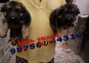 GERMAN SHEPHERD registered Puppies For Sale At BANKURA