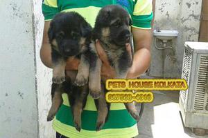 Get The Best GERMAN SHEPHERD Dogs available At KOLKATA
