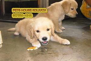 Get The best GOLDEN RETRIEVER Dogs avail PETS HOUSE KOLKATA