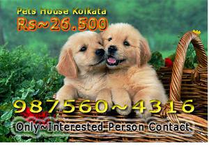 Healthy Original GOLDEN RETRIEVER Dogs Available At KOLKATA