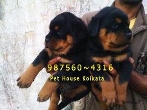 Imported Quality ROT WAILER Dogs 4 sale at PET HOUSE KOLKATA