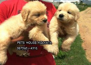KCI Registered Top GOLDEN RETRIEVER Dogs for sale at KOLKATA