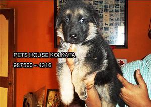 Kci Registered Show quality GERMAN SHEPHERD Dogs for sale