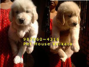 Show Quality GOLDEN RETRIEVER Puppies for sale at KOLKATA