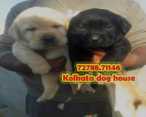 Top Pedigree LABRADOR Dogs waiting for sale KOLKA TA