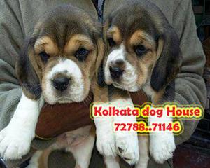 imported Line Up BEAGLE Dogs For sale at AIZAWL