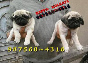 Original PUG Dogs And Puppies for sale At BHRAMPUR kolkata
