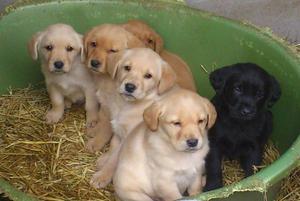 Show Labrador puppy available with registration