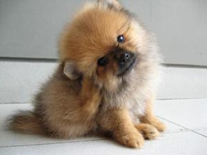 Toy pomeranian puppy available registered