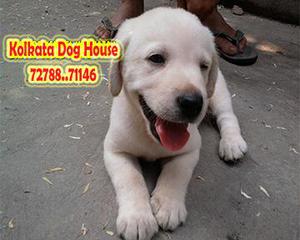 Best LABRADOR Dogs at best prices Only At KOLKATA DOG HOUSE