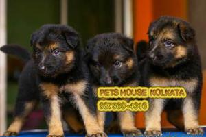 GERMAN SHEPHERD Dogs for sale at SHILLONG PETS HOUSE KOLKATA