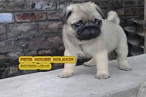 Imported Blood Lineage Like PUG Dogs for sale AT BARDHAMAN