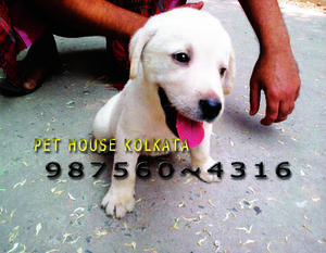 LABRADOR Imported Quality Puppies for sale At GUWAHATI
