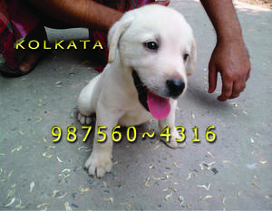 LABRADOR Imported Quality Ready to sale at BARDHAMAN
