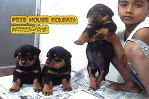 Registered ROT WAILER Doggs Available PETS HOUSE KOLKATA