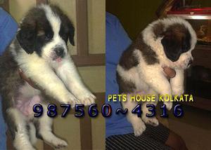 SAINT BERNARD Imported Quality Puppies for sale At BILASPUR