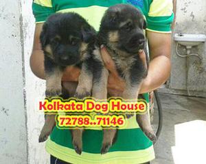 Show Quality GERMAN SHEPHERD Dogs For sale At DELHI
