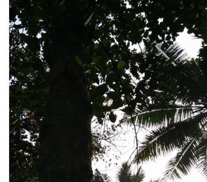 Jackfruit tree for sale in Thiruvananthapuram