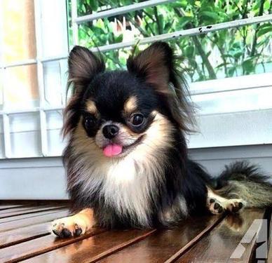 Long hair Chihuahua for sale in India