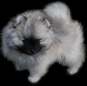 Wolf sable teddy bear Pomeranian puppy for sale